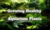 Growing Healthy Aquarium Plants