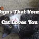 Signs That Your Cat Loves You