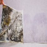 Mould Growth Speed Insights Following Water Damage