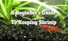 Essential Guide for Beginners on Shrimp Care