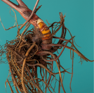 Supplements for Menopause: Natural Body Support Options