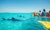 Whale Shark Swimming Tips: Best Times in Belize
