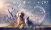 Natural Perfume Alternatives for Pets That Are Safe