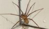 Effective Spider Pest Control Strategies for Tough Challenges