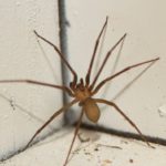 Effective Spider Pest Control Strategies for Tough Challenges