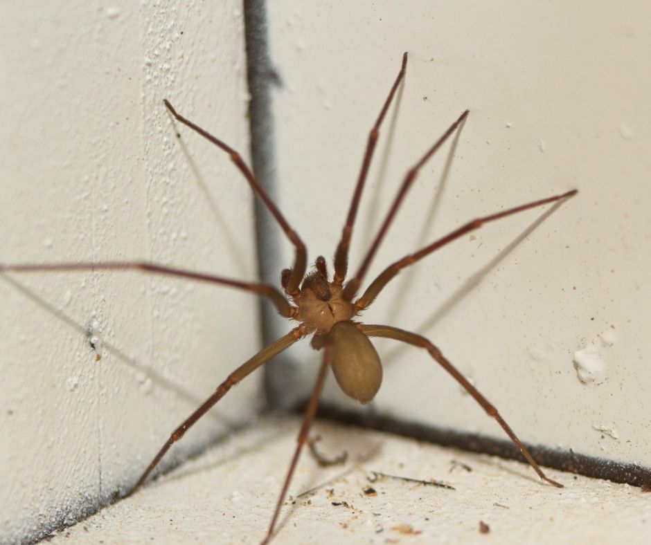 Effective Spider Pest Control Strategies for Tough Challenges