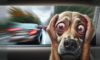 Motion Sickness Remedies for Dogs: Effective Solutions Uncovered