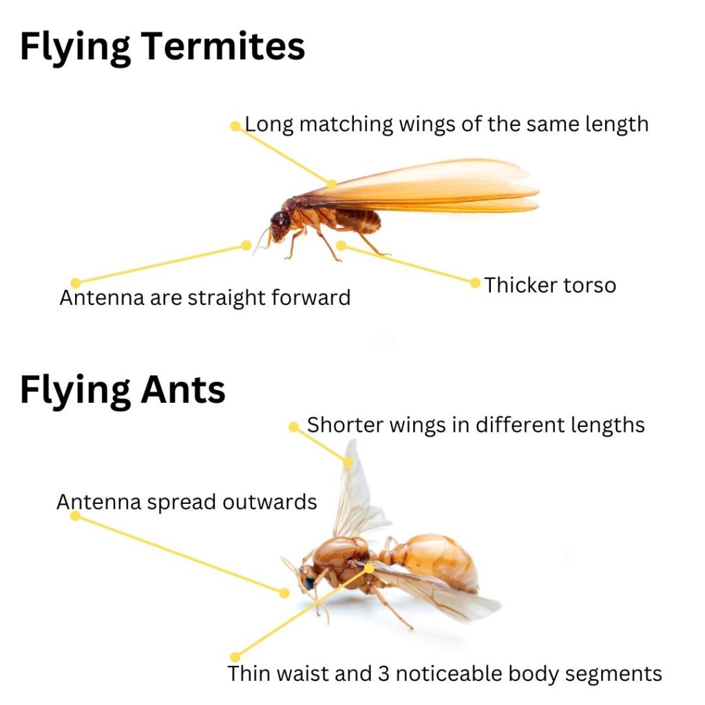 Flying Termites: Importance and How to Respond